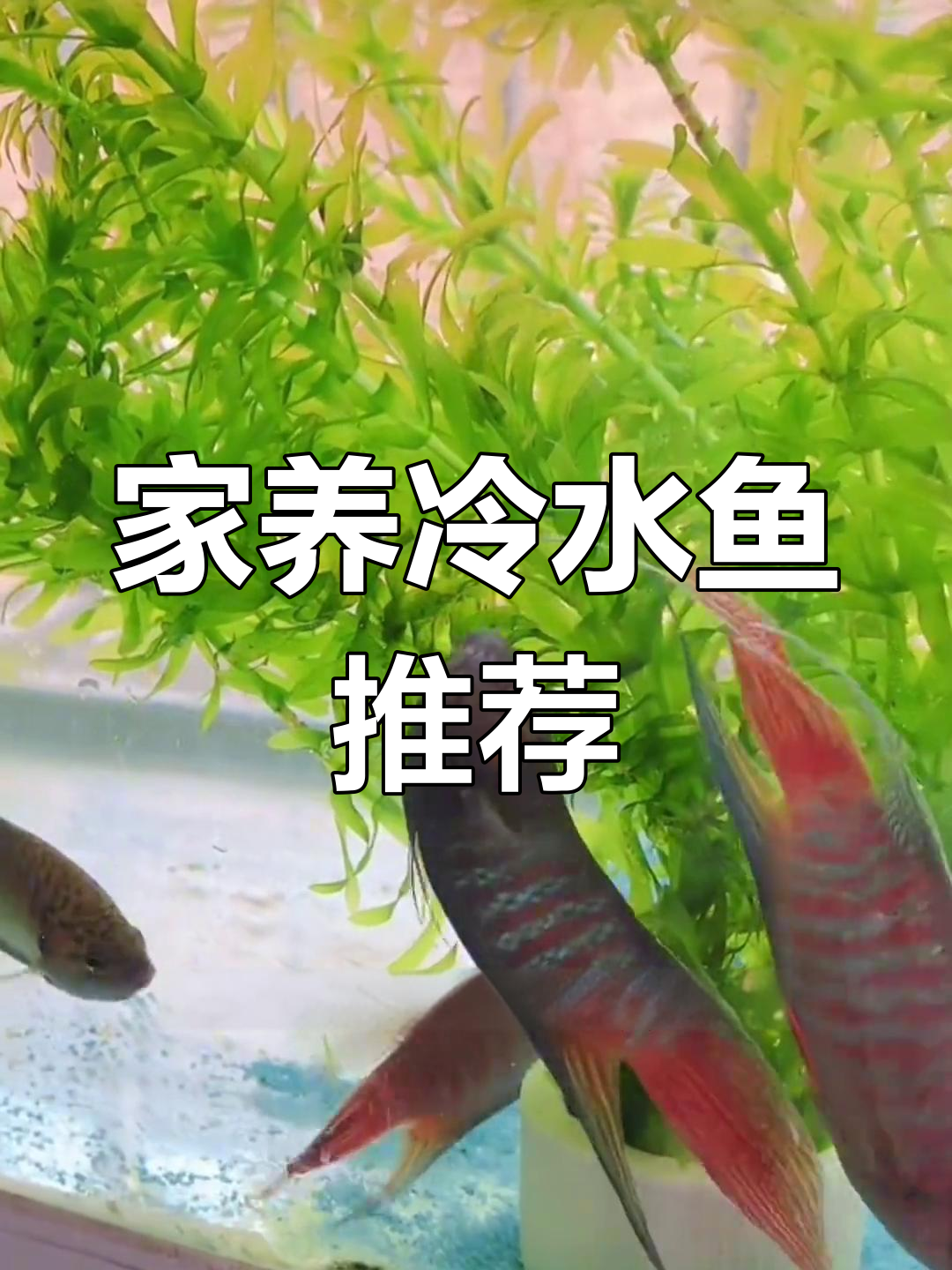 适合家养的十大冷水鱼,最后一种超凶猛