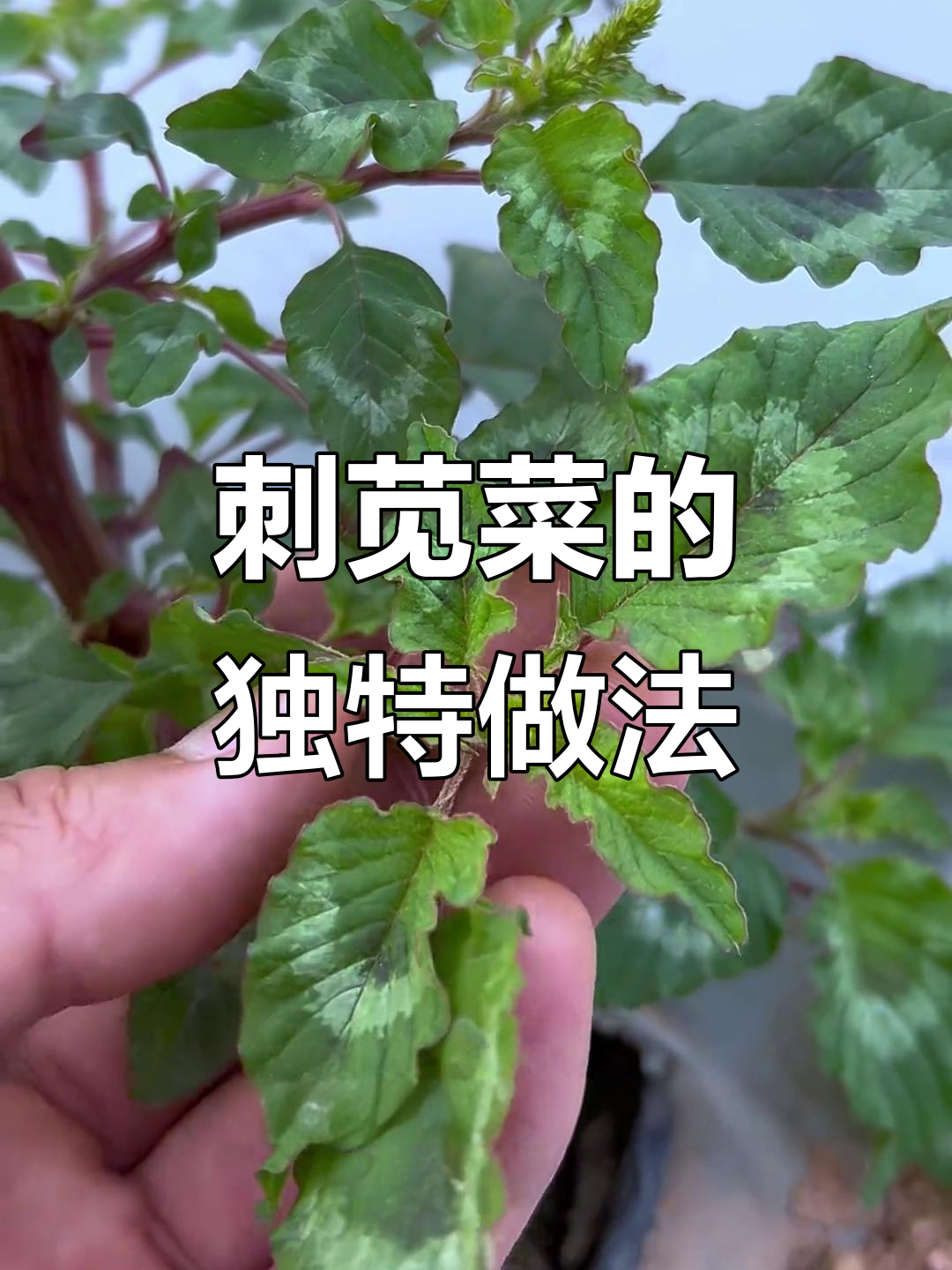 刺苋菜:大自然的馈赠,炖汤喝更美味