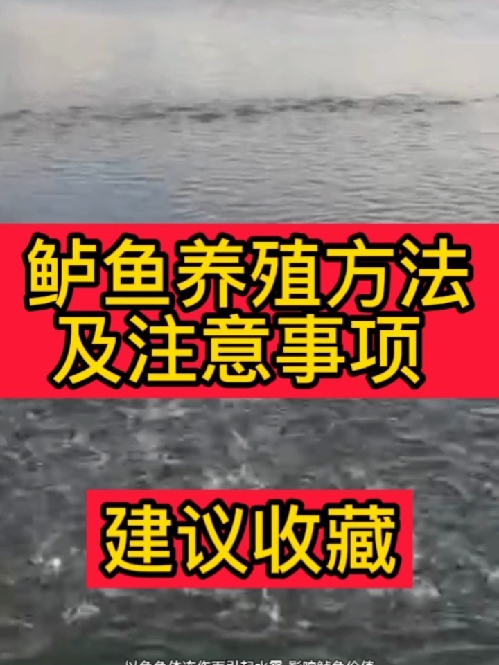 鲈鱼养殖方法及注意安全我是小冯点个关注吧