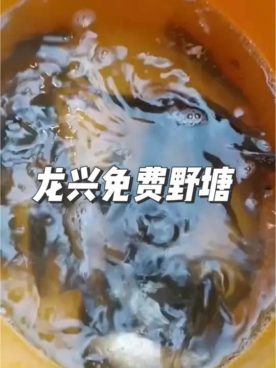 龙兴免费野塘,龙兴野塘 鲫鱼大的一斤多,鲤鱼大的7/8斤,鲈鱼大的3/4斤,清波大的3/4