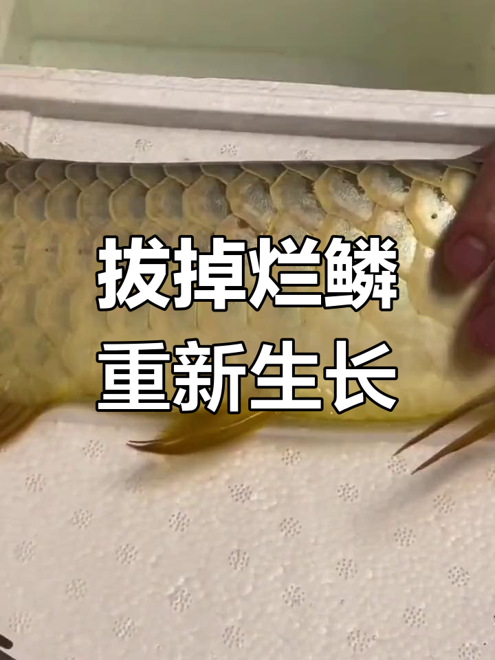 金龙鱼鳞片修复手术全过程