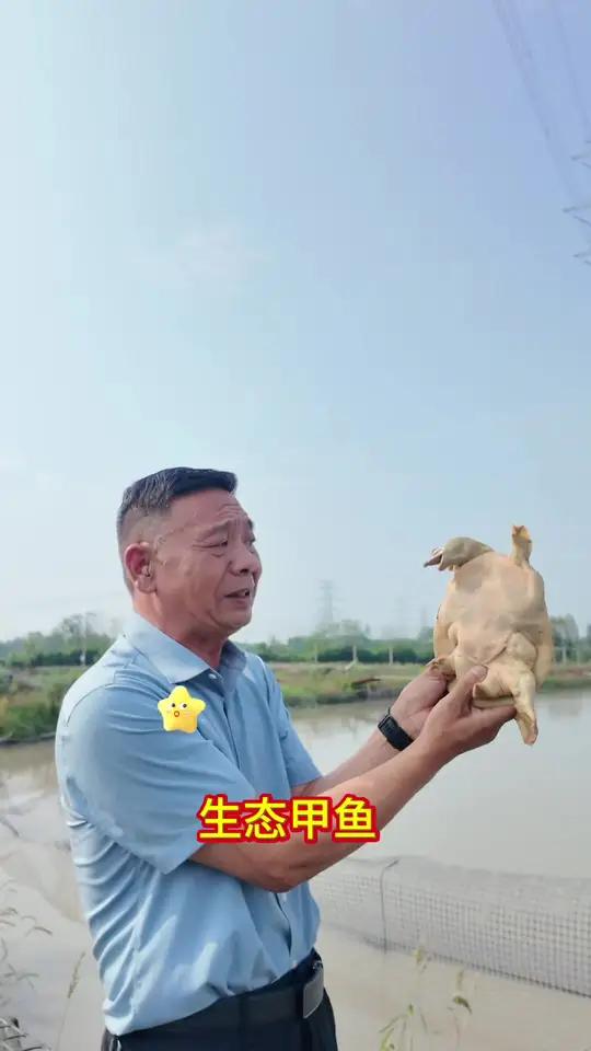 你会辨别正宗生态甲鱼吗 甲鱼三农黄哥如何辨别五年的生态甲鱼。知道的评论区讨论一下!国庆节长