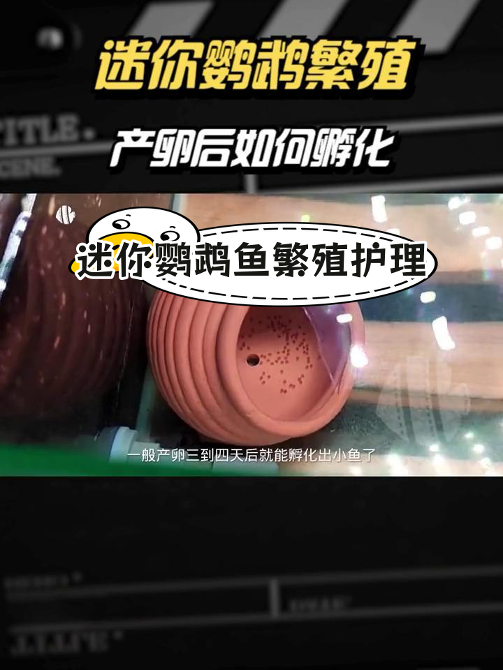迷你鹦鹉产卵后如何照顾与孵化