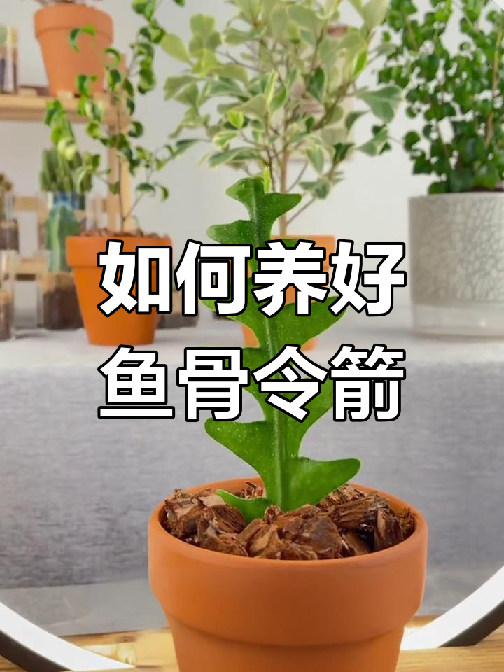 鱼骨令箭养护技巧,轻松掌握日常管理