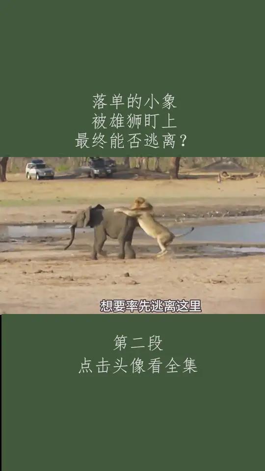 落单的小象 被雄狮盯上 最终能否逃离?自然界动物各种奇特捕食画面大全 非洲狮 大象