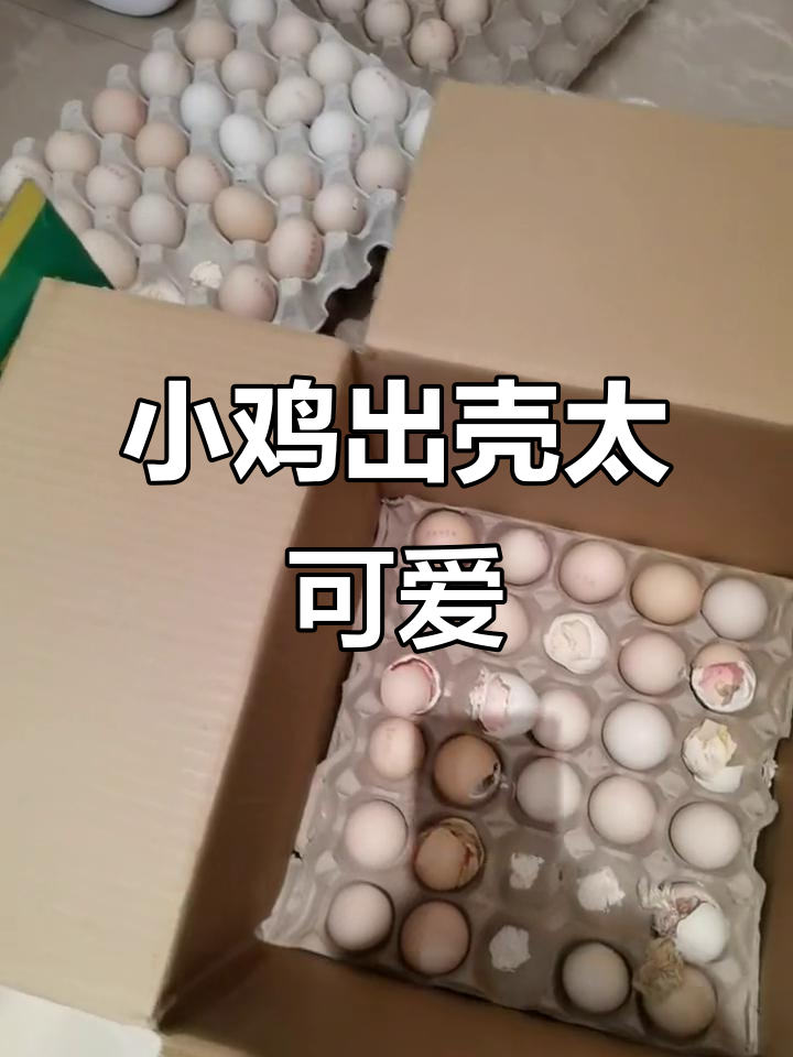 十只小鸡破壳而出,姥姥忙着录视频
