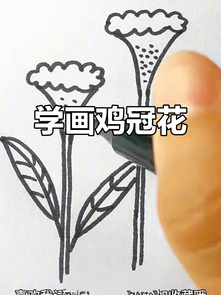 轻松画出鸡冠花，步骤简单又有趣