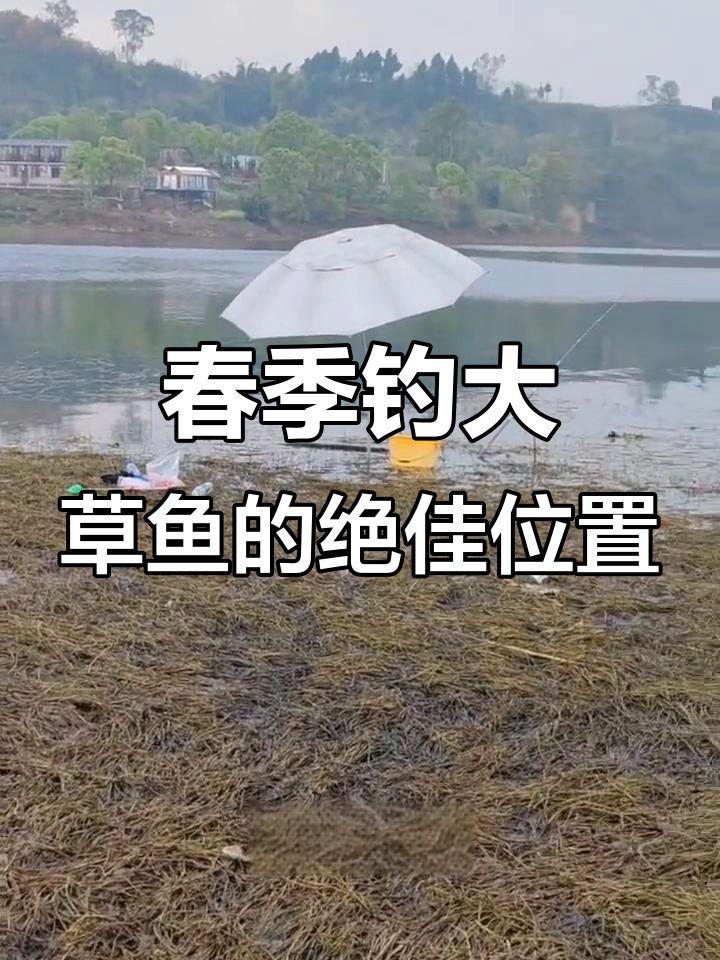春钓草鱼选位技巧,浅滩与深水交界处最理想