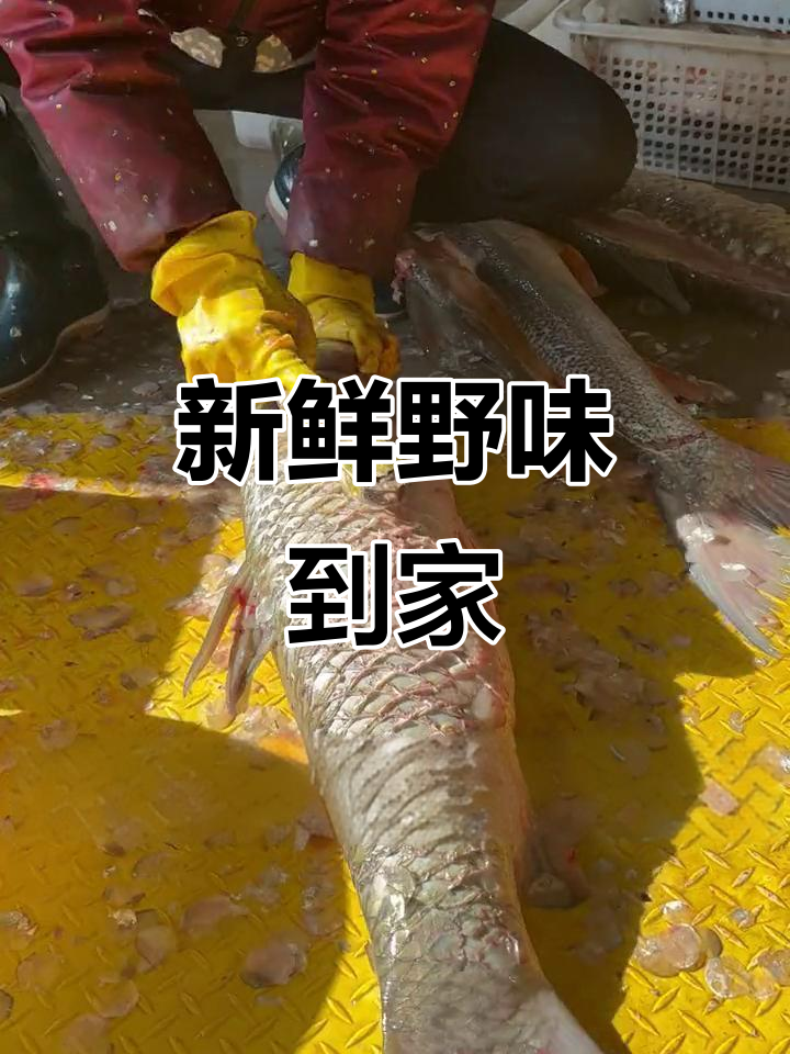 新鲜野生胖头鱼,去内脏速冻,顺丰直达