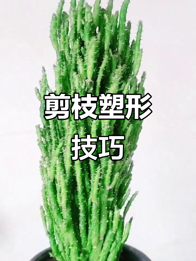 姬珊瑚枝条过高需修剪,避免失去原本的形态