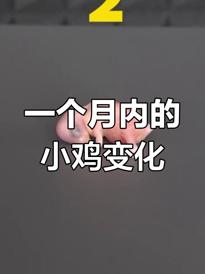 小鸡30天成长全纪录