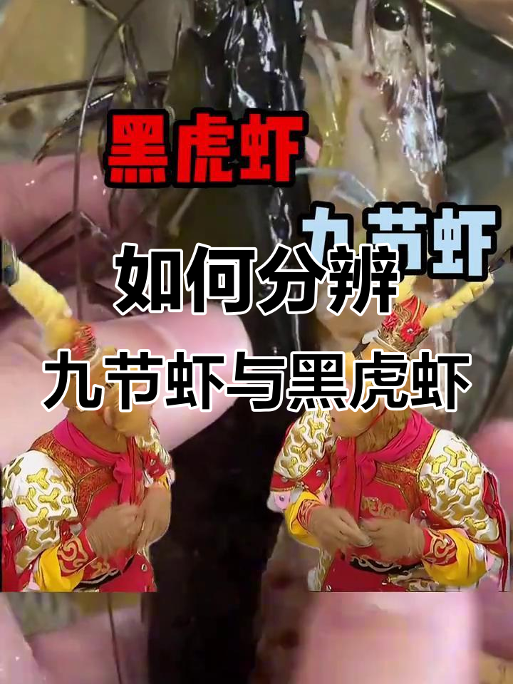 九节虾和黑虎虾大揭秘,如何辨别真假?