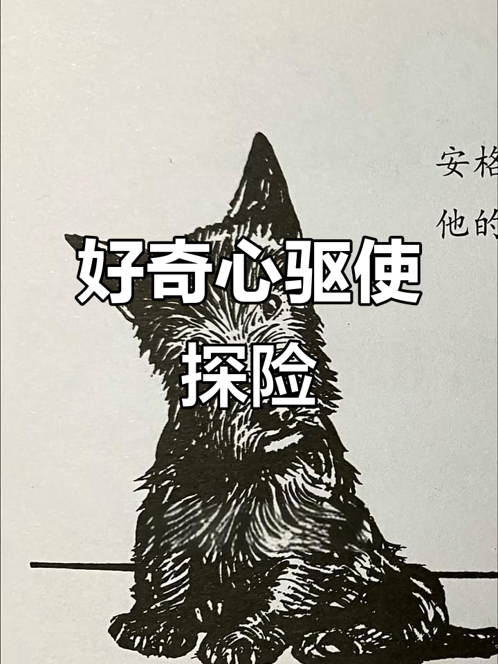 安格斯好奇心旺盛,决定探个究竟,结果发现了一群嘎嘎叫的鸭子