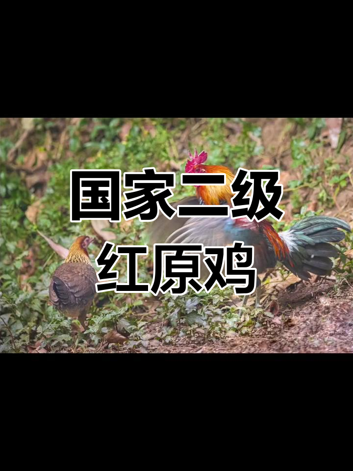 红原鸡:家鸡的起源,国家二级保护动物