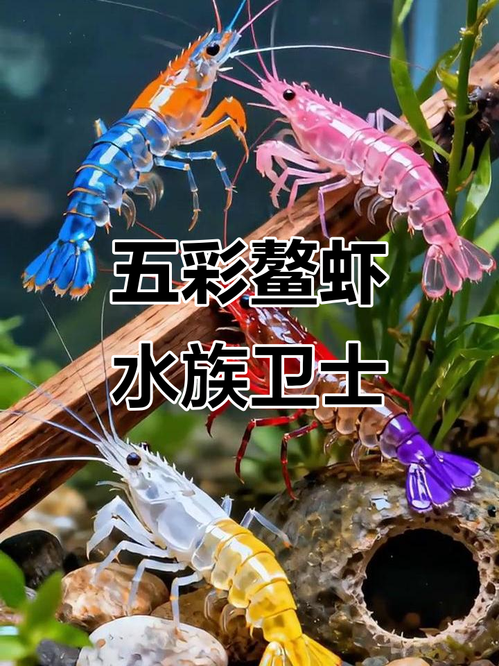 鱼缸守护神!五彩鳌虾帮你清理藻类和垃圾,超好养