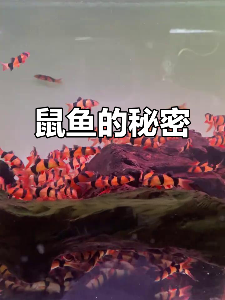 鼠鱼大揭秘：三间与咖啡，观赏性强，底栖生活习性解析