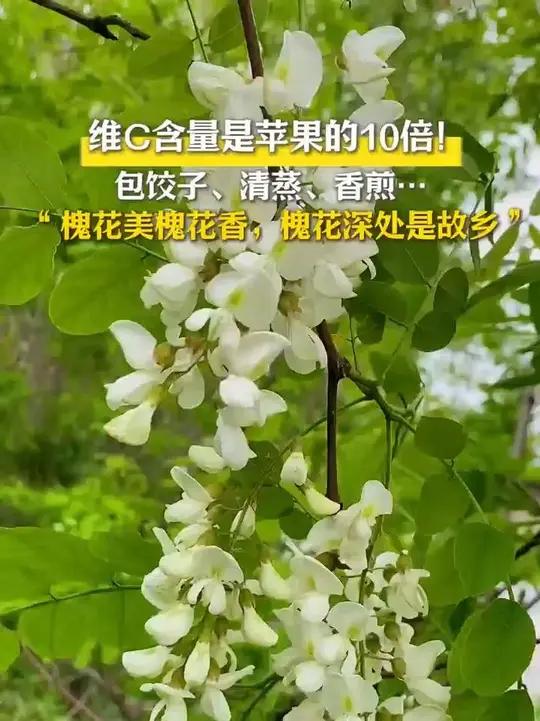 槐花维C含量是苹果的10倍!可以包饺子、清蒸、香煎……