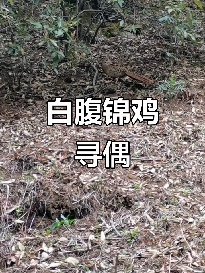 白腹锦鸡母鸡寻找伴侣,展现独特求偶方式