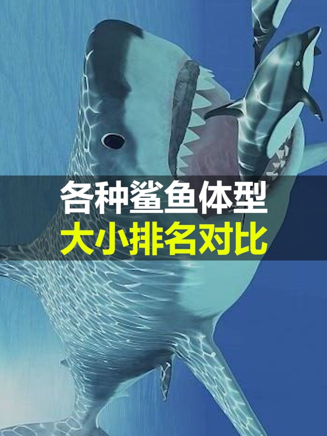 各种鲨鱼体型大小排名对比