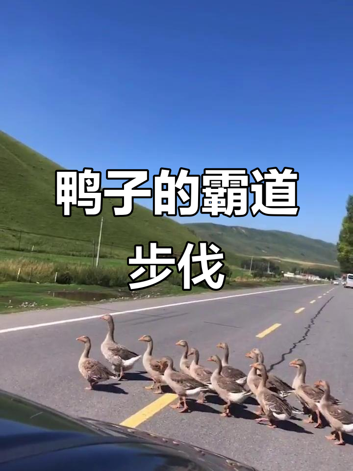 这只鸭子走路太嚣张,仿佛是这条路的老大!