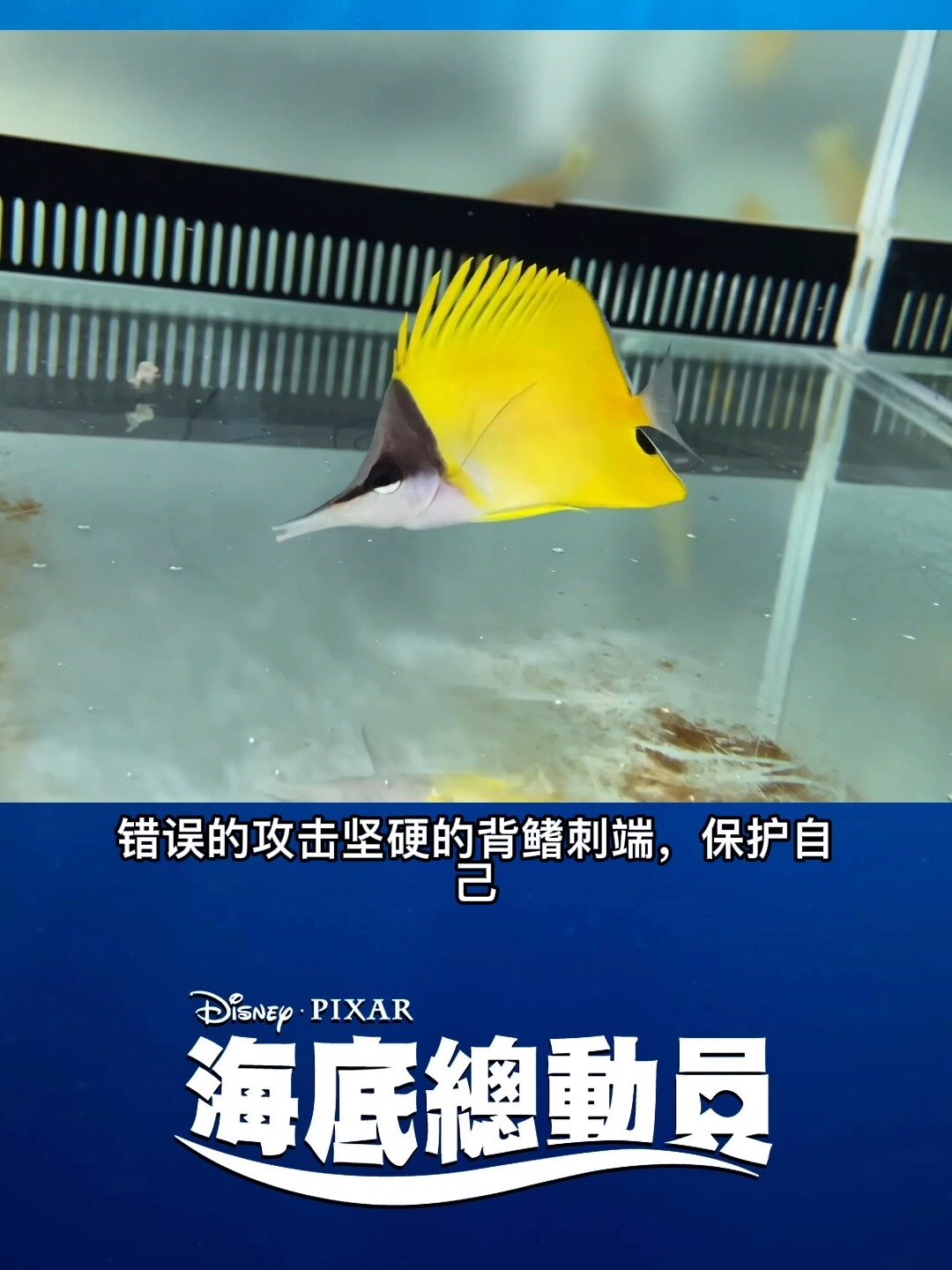 备受欢迎的观赏鱼-黄火箭-海底总动员鱼类