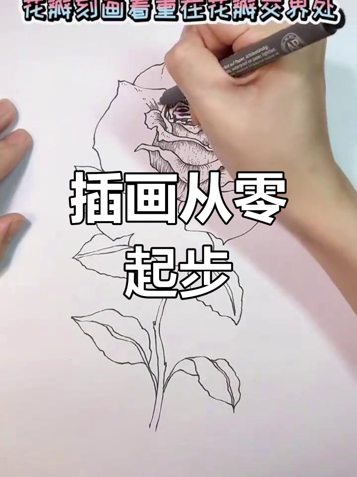 从零开始,一步步画出美丽的玫瑰花,相信自己,你也能做到!
