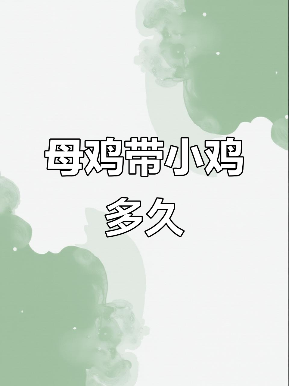 母鸡带小鸡到多大?原来是这样照顾的