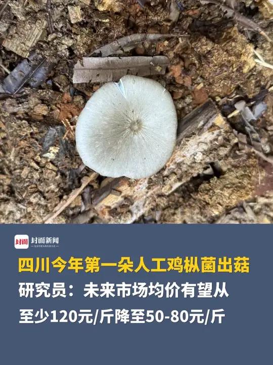 鸡枞菌价格要打下来了!四川今年第一朵人工鸡枞菌出菇,研究员:未来市场均价有望从至少120元