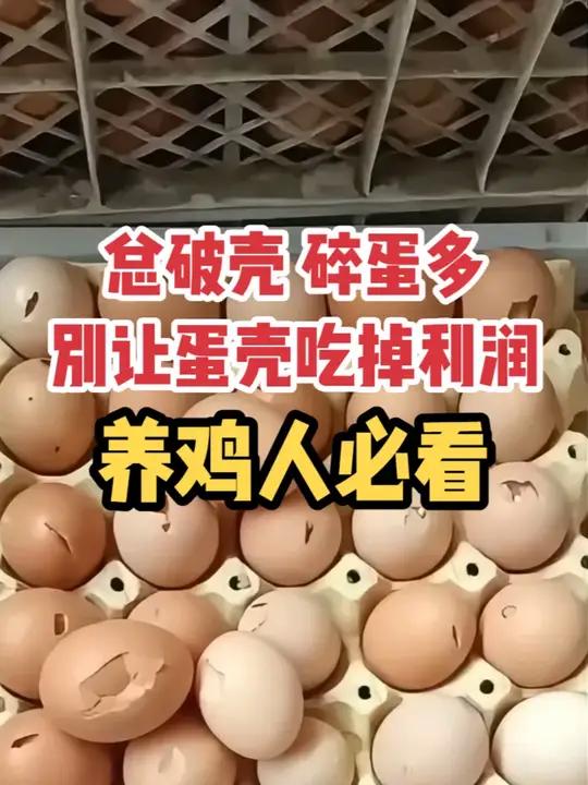 鸡蛋总破壳、机器捡蛋碎的多蛋壳正在吃掉利润 饲料+ 壮骨宝(25-羟基维D3),调节钙磷平