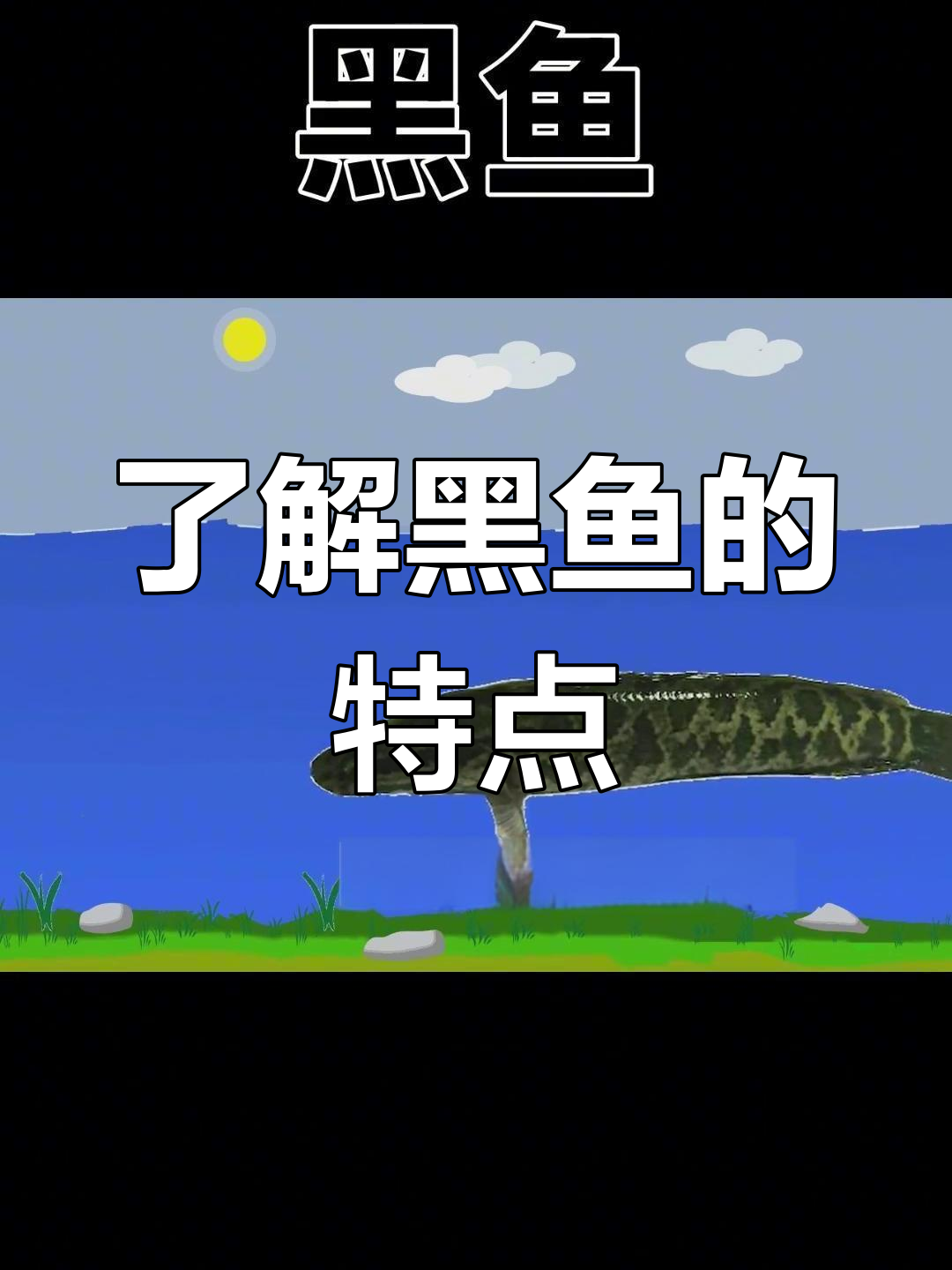 黑鱼:湖北财鱼与广东生鱼的真相,肉食性鱼类分布全揭秘