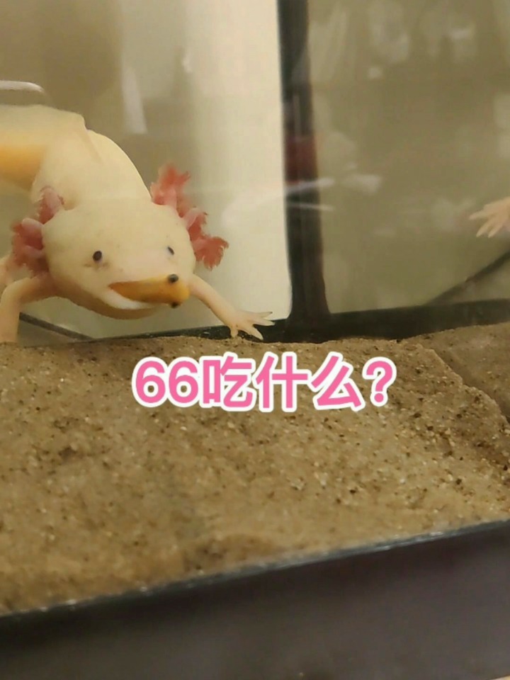 六角恐龙吃什么?