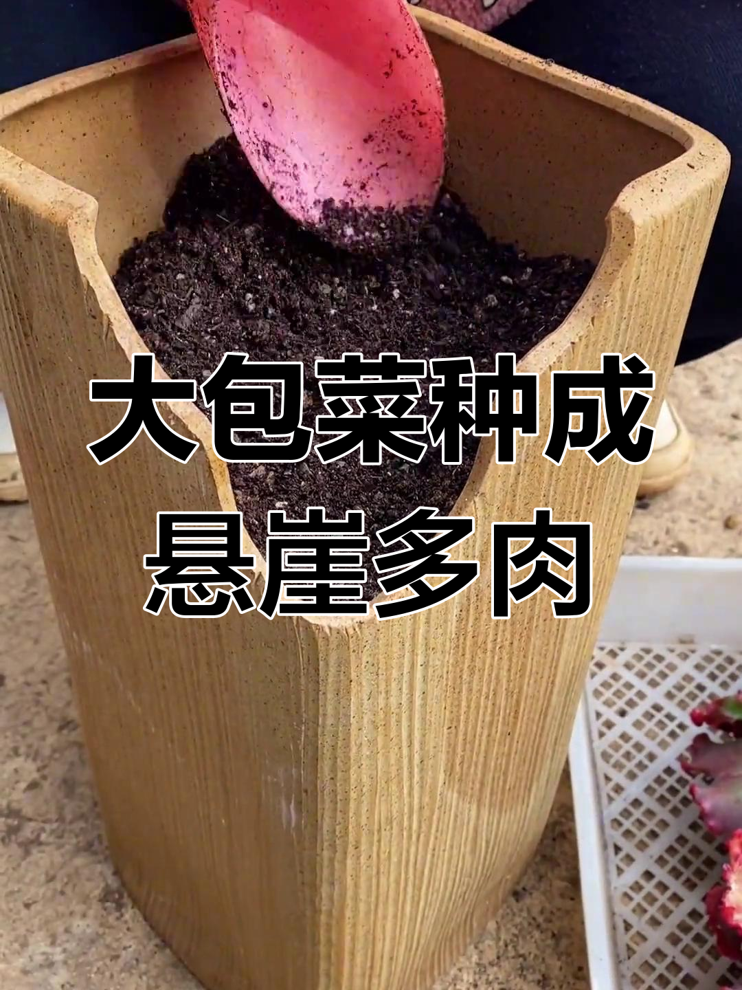 超大包菜变身悬崖多肉,轻松学会种植技巧