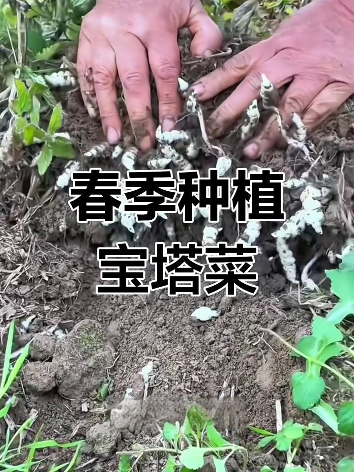 春天种宝塔菜,阳台小院都能有新鲜蔬菜