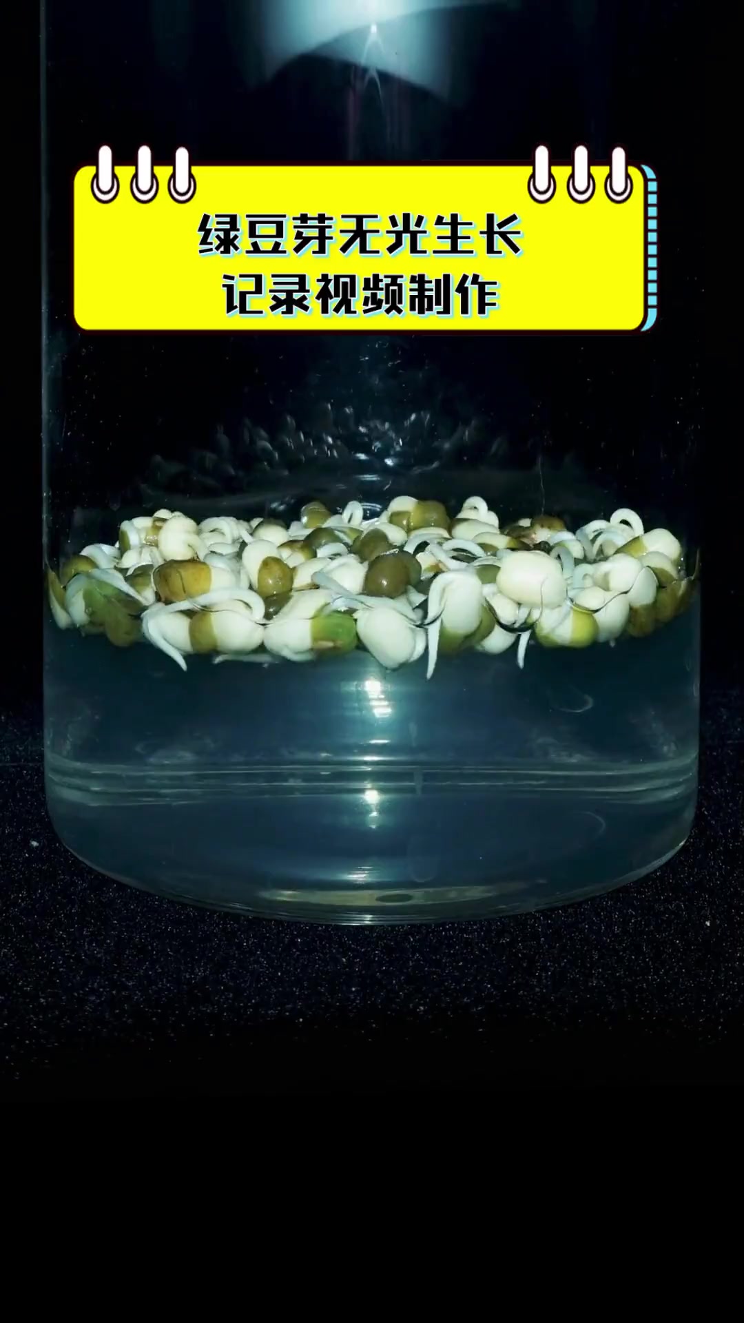 绿豆芽无光生长记录视频制作