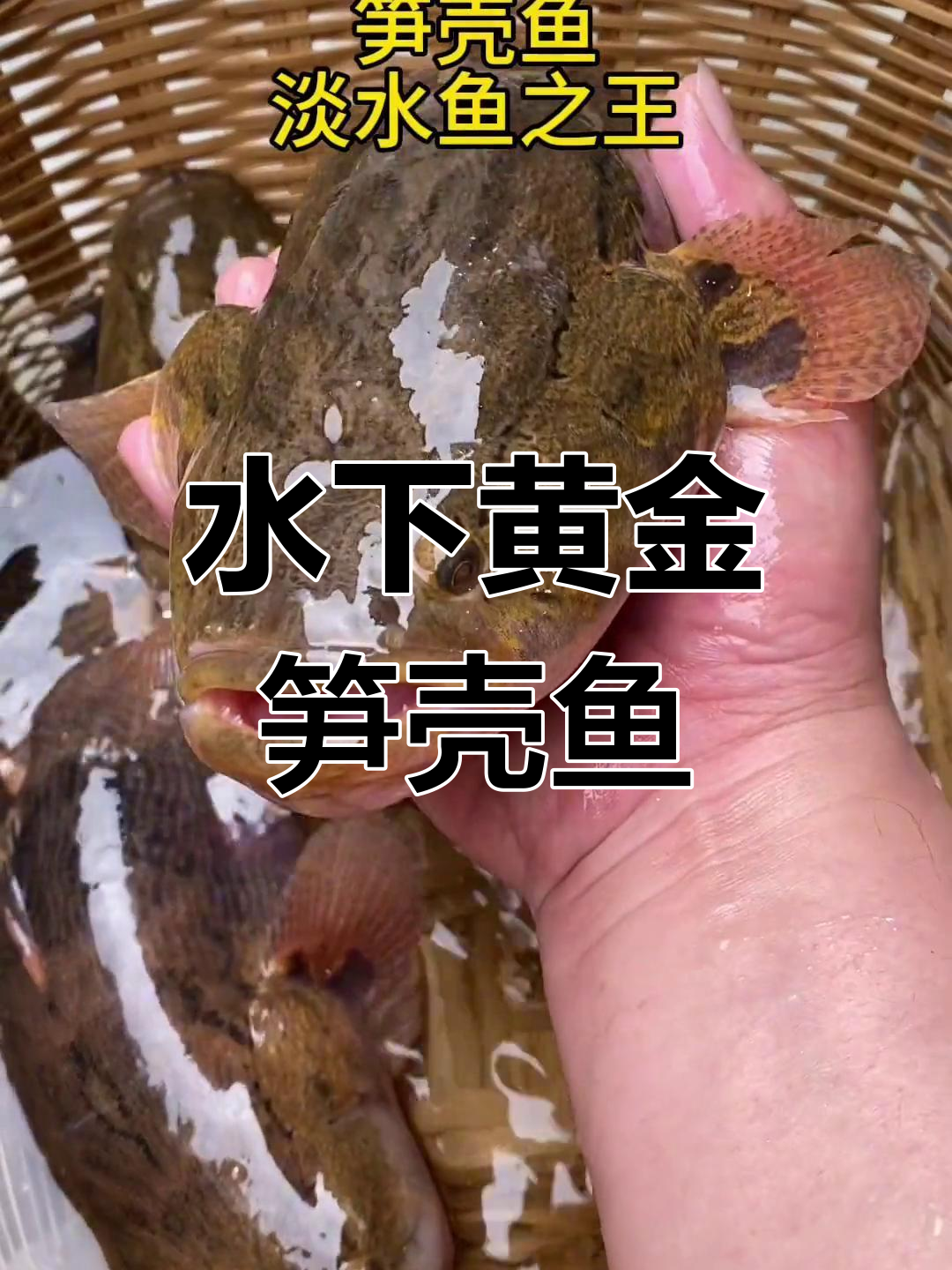 笋壳鱼刺身,清蒸美味如黄金