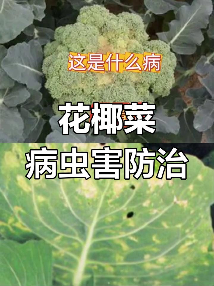 花椰菜常见病害及防治方法,轻松应对各种问题