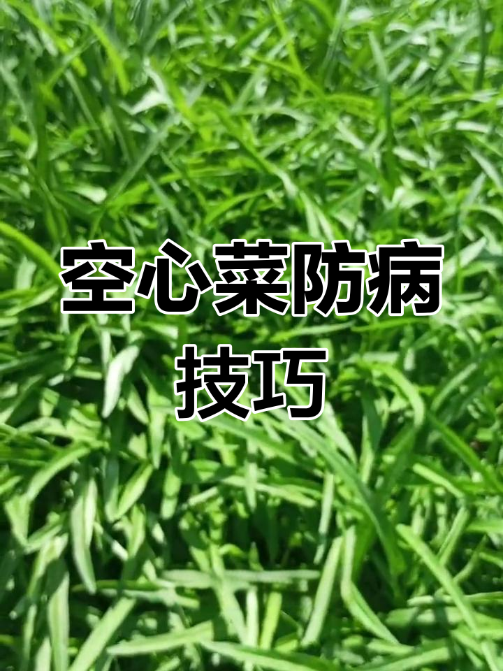 空心菜白锈病防治方法