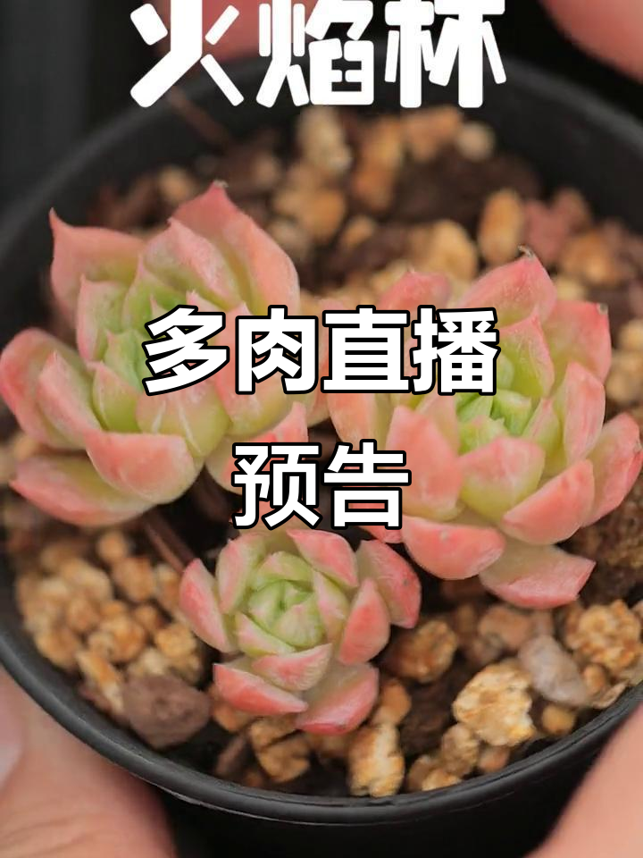 今晚7:30,多肉萌态尽显,让人忍不住想捏一下!