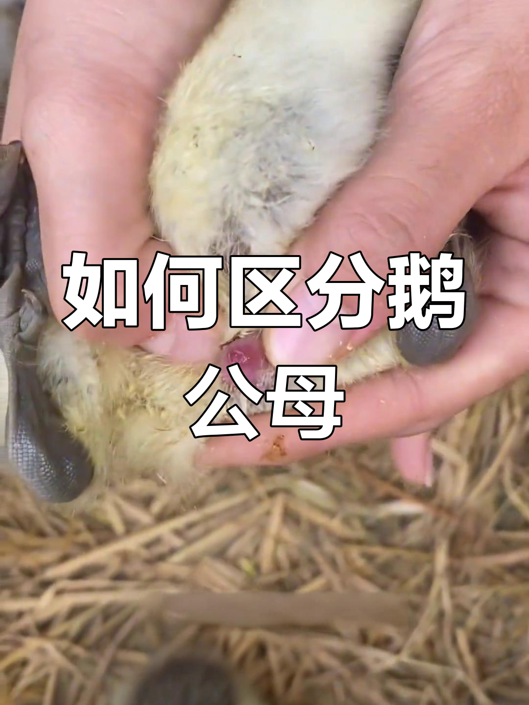 鹅公母辨别技巧,秒懂如何分辨