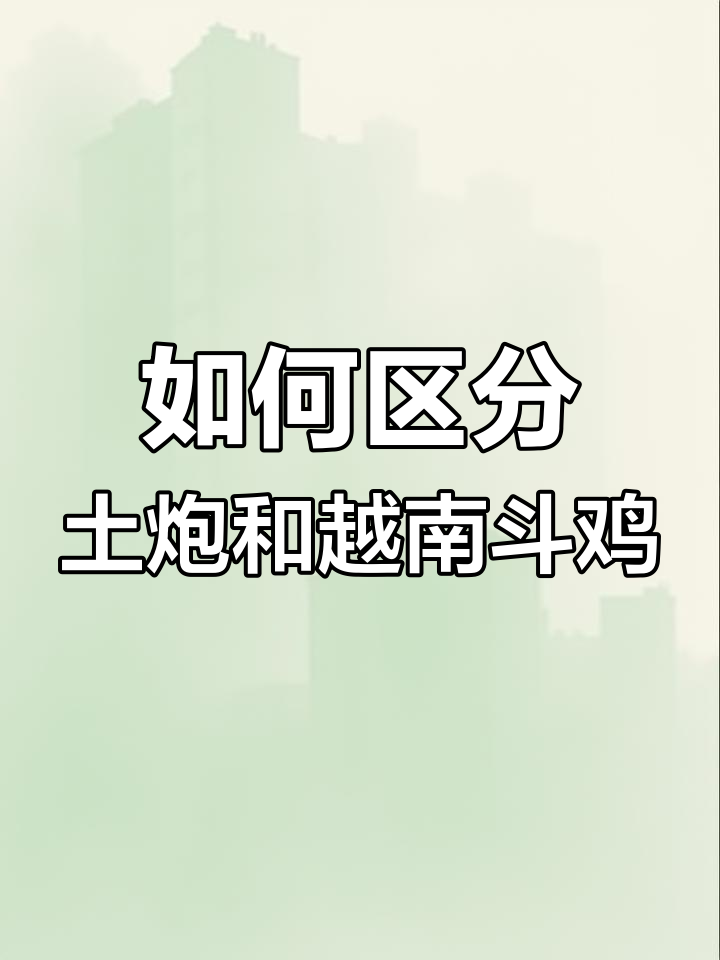 土炮与越南斗鸡的区别,你了解吗?