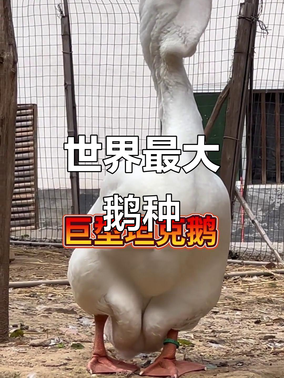 世界上最大的鹅，吐鲁兹坦克鹅重达五十斤！