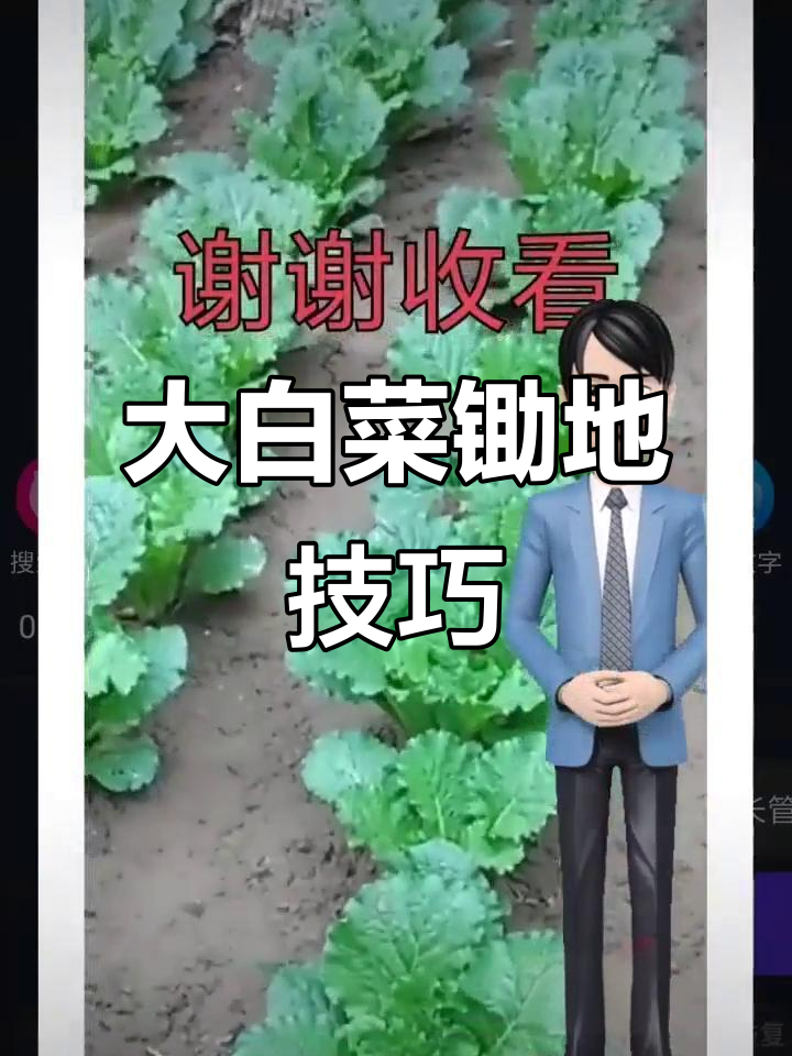 大白菜除草有讲究,乱用除地法影响丰收