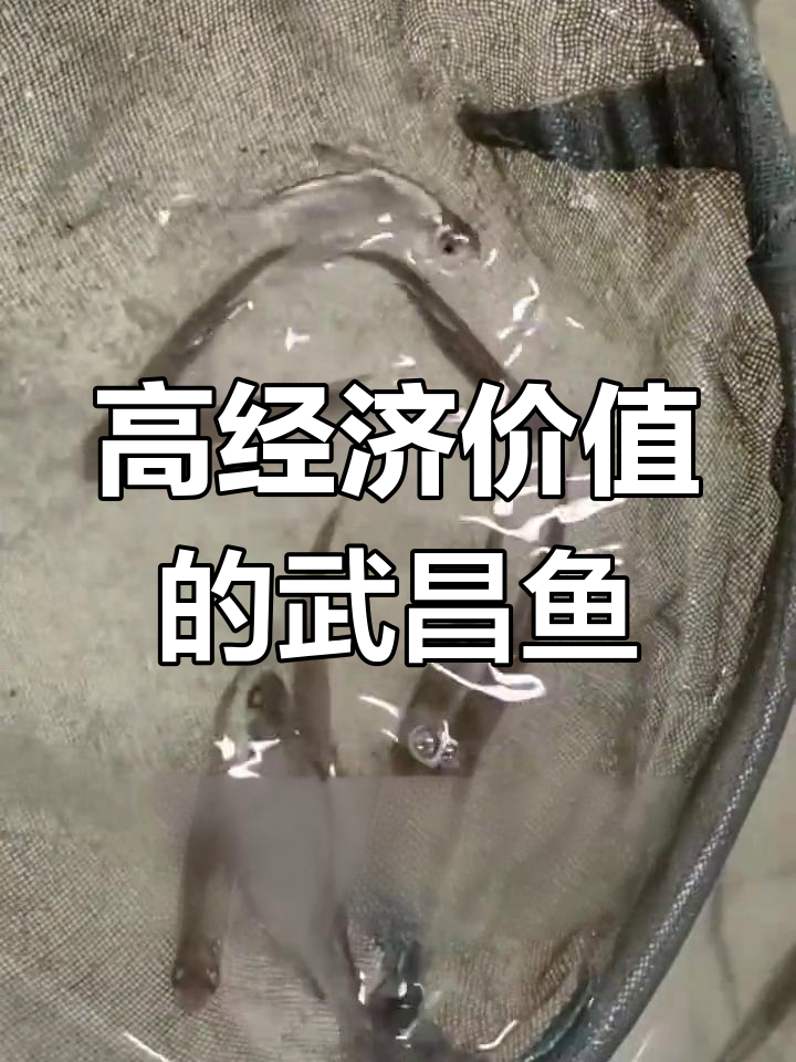 武昌鱼:高价值淡水鱼类,养殖前景广阔