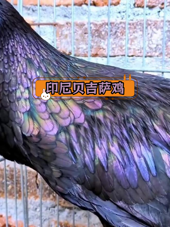 印度尼西亚贝吉萨金属鸡:独特观赏品种