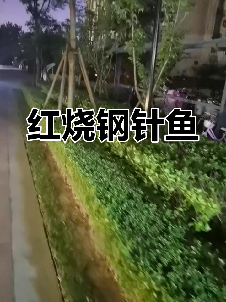 炖红烧钢针鱼,家常做法大揭秘