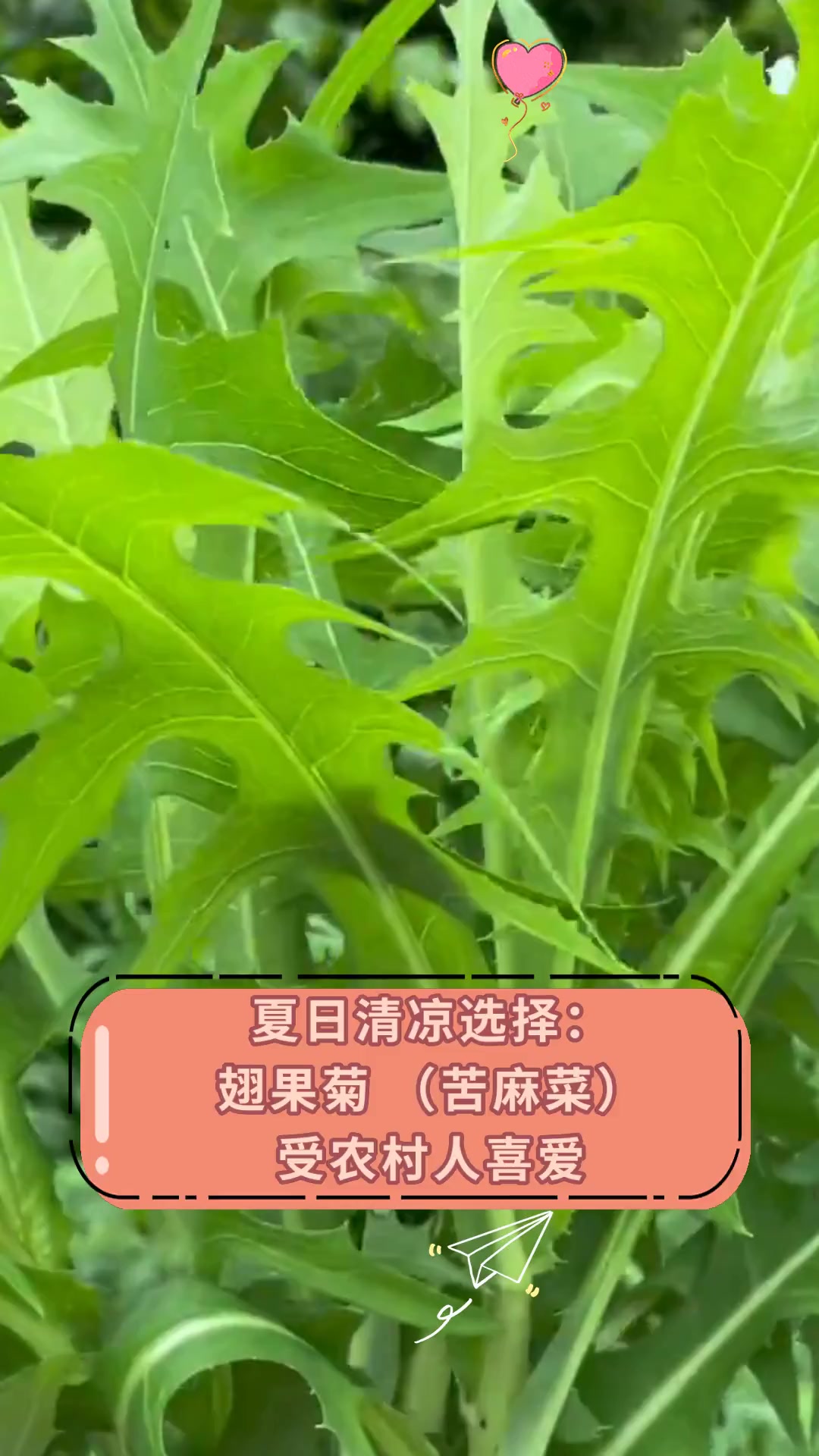 夏日清凉选择:翅果菊(苦麻菜)受农村人喜爱