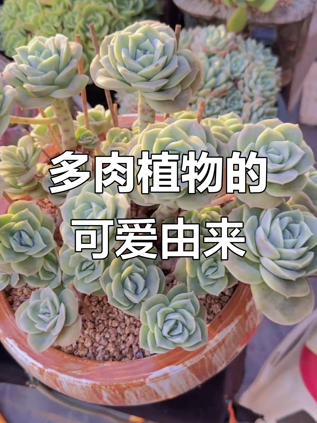 为什么它叫可爱玫瑰?多肉植物名字背后的秘密