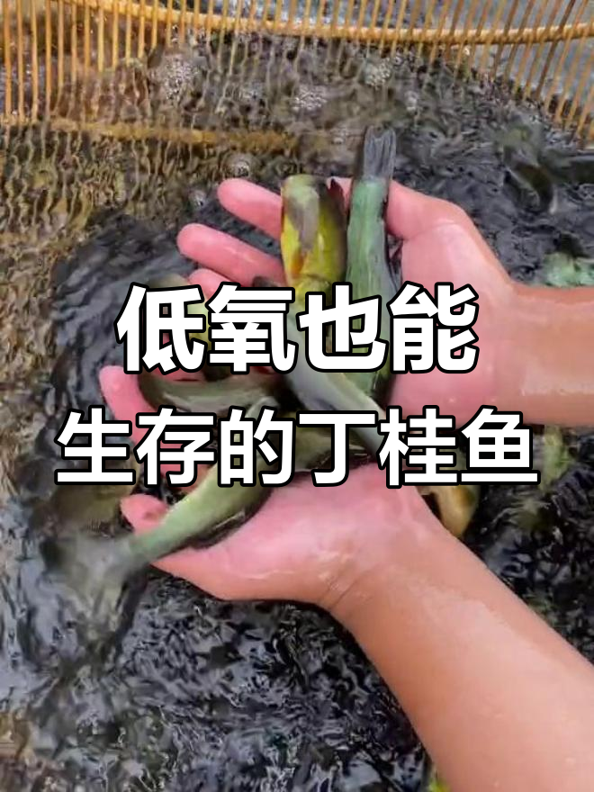 丁桂鱼:能在低氧环境下通过皮肤呼吸,养殖前景广阔