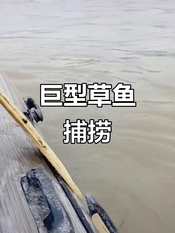 大闸放水,一网捕获30斤巨草鱼,乱撞场面震撼!