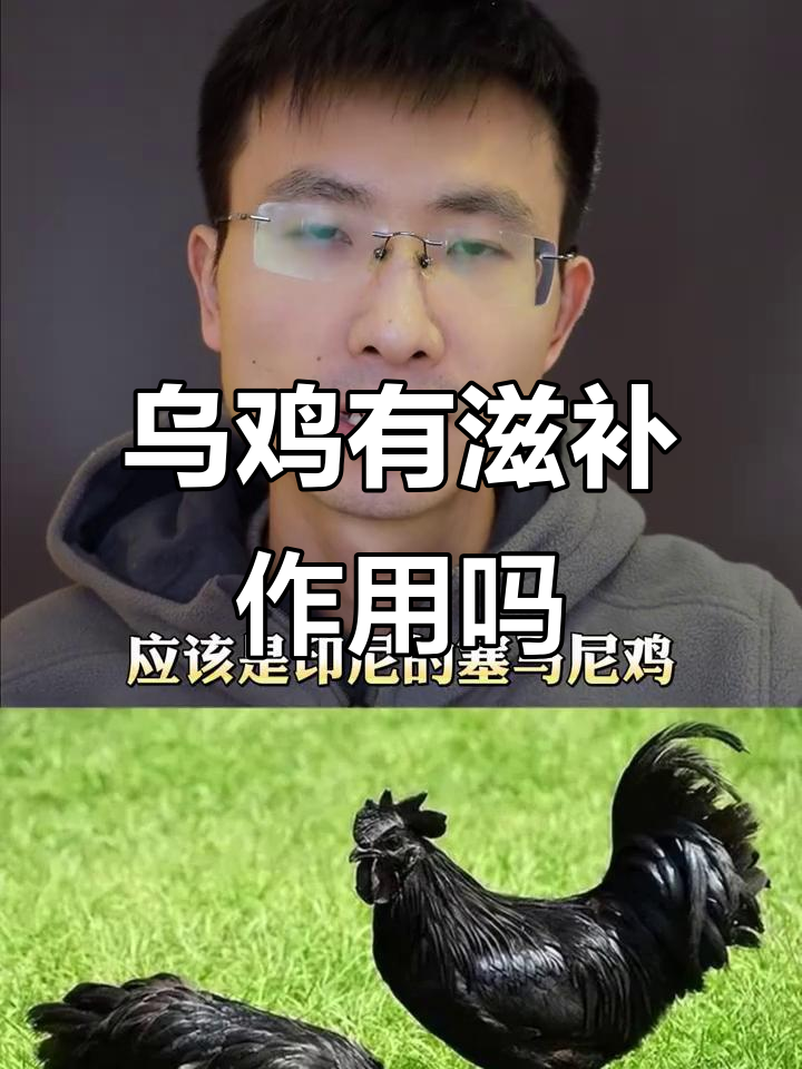 乌鸡真能大补?营养价值到底有多高